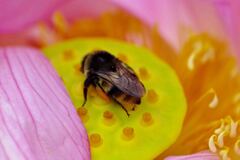 花を召しませ