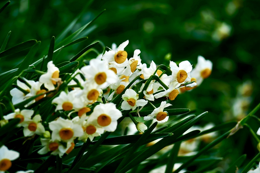 水仙の香り