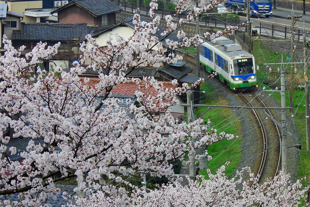 桜と電車