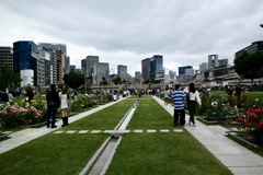都会の薔薇園
