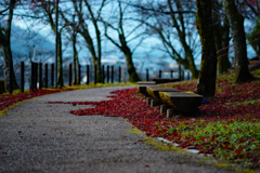 紅葉も終わりました