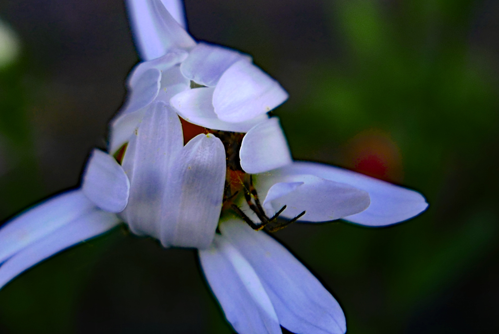 蜘蛛に開花を阻止されて