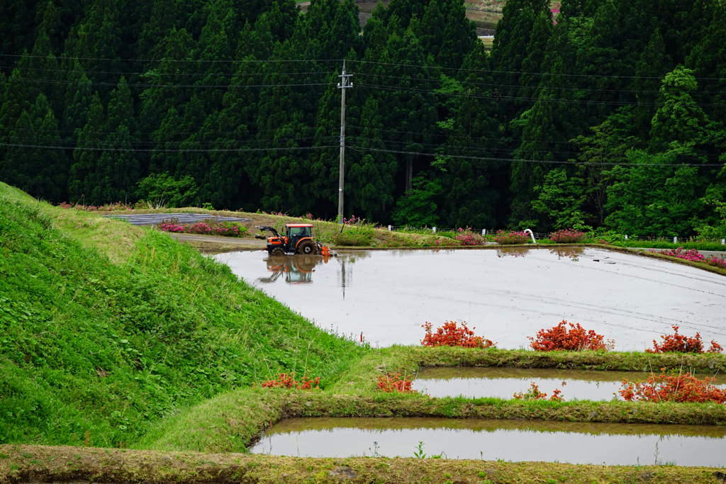 高原の田植え始まる