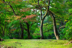 この小径が真っ赤に染まる時。待ち遠しい