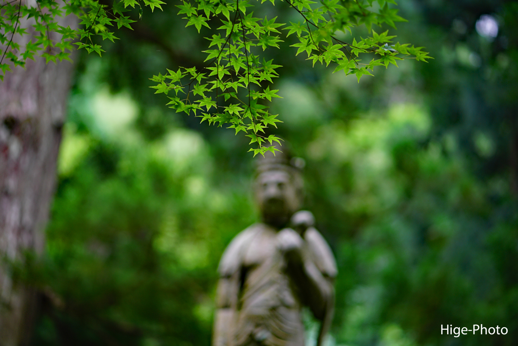 青葉、涼し気
