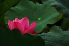 今年も無事に咲き始め