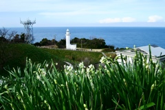 水仙と灯台