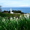 水仙と灯台（1/18T）
