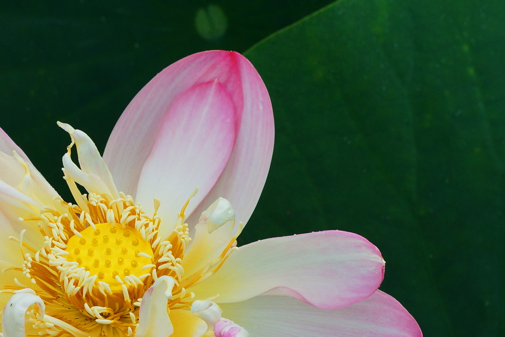 花びら