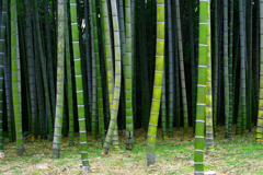 緑の奥行き