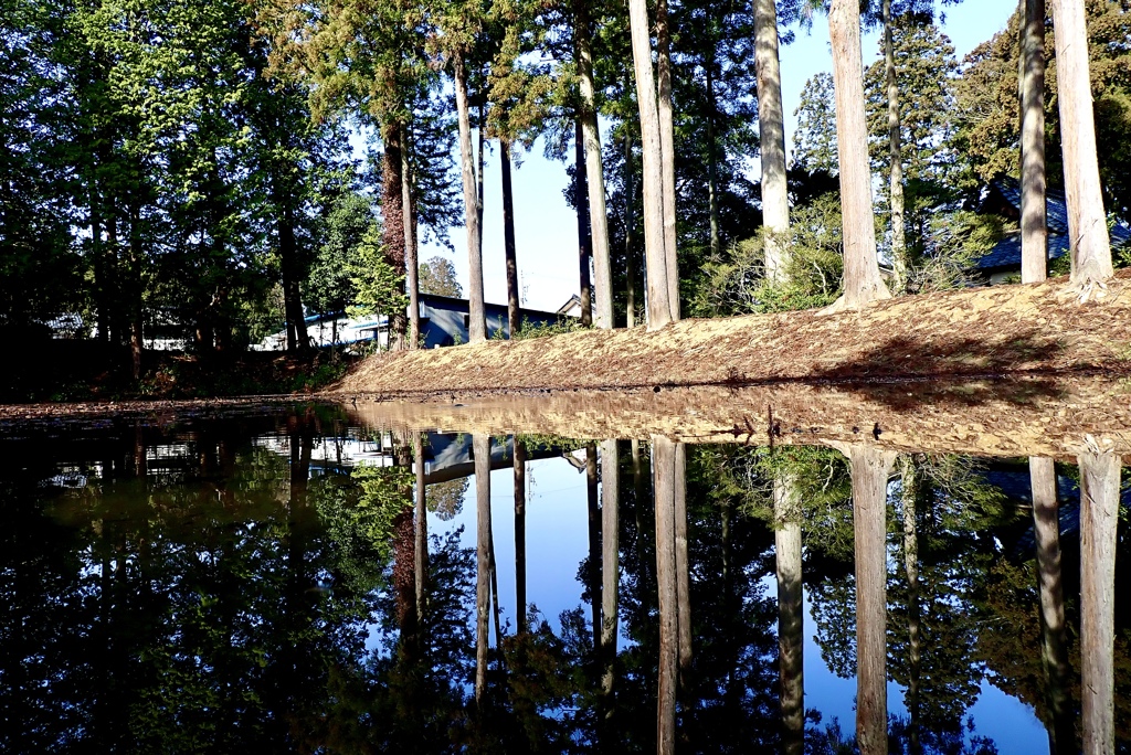 ここは睡蓮の咲く池