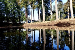 ここは睡蓮の咲く池