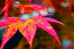 お堂の紅葉