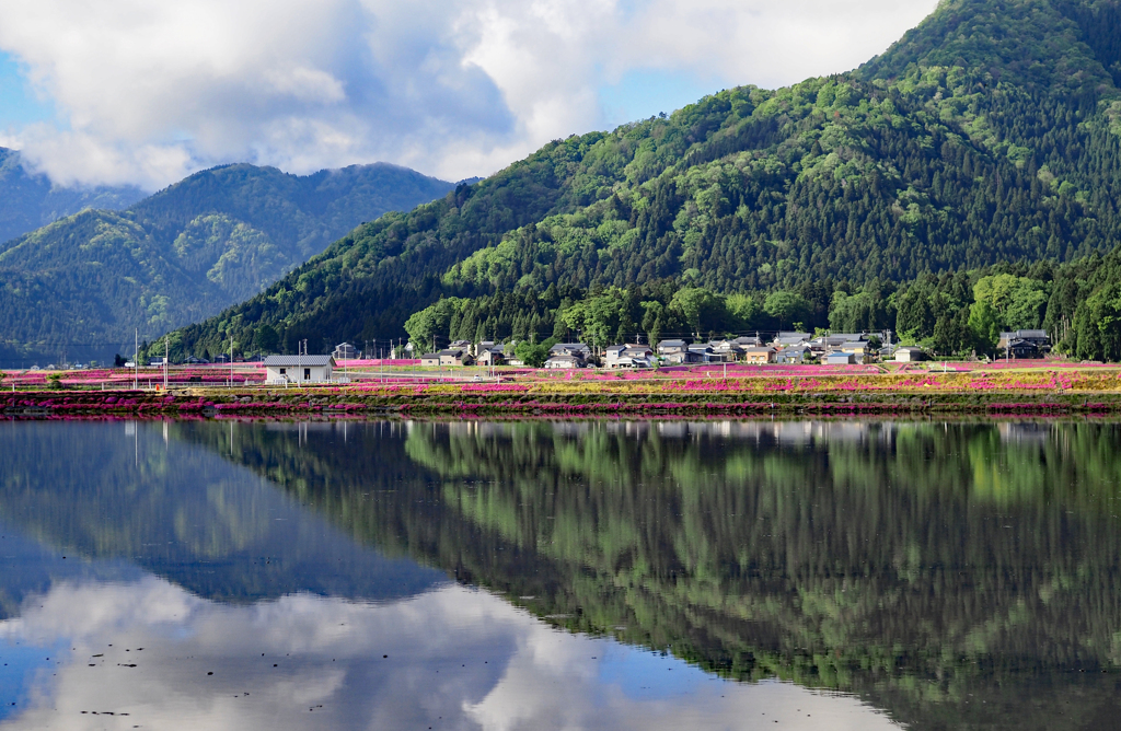 芝桜の村