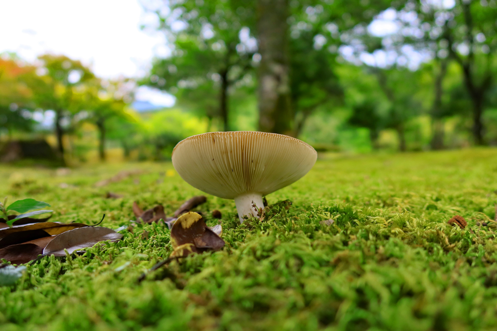 きのこ続々