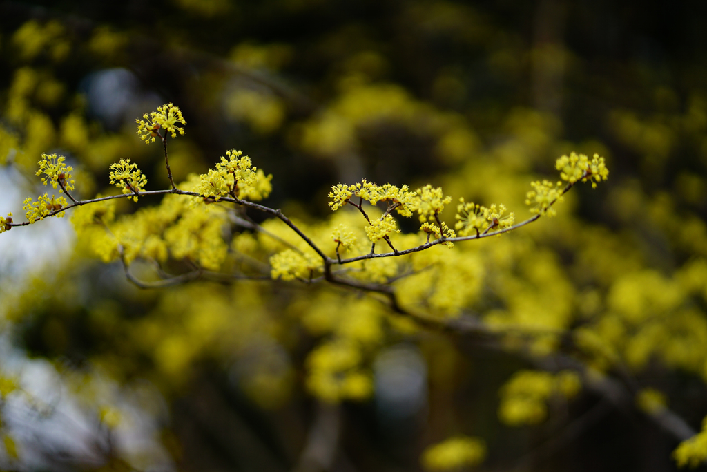 お気に入りの花