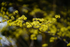 お気に入りの花