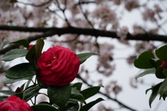 桜と