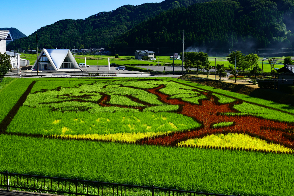 田んぼアート