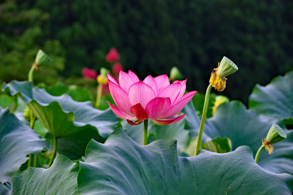 花蓮