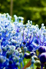 紫陽花の花