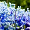 紫陽花の花