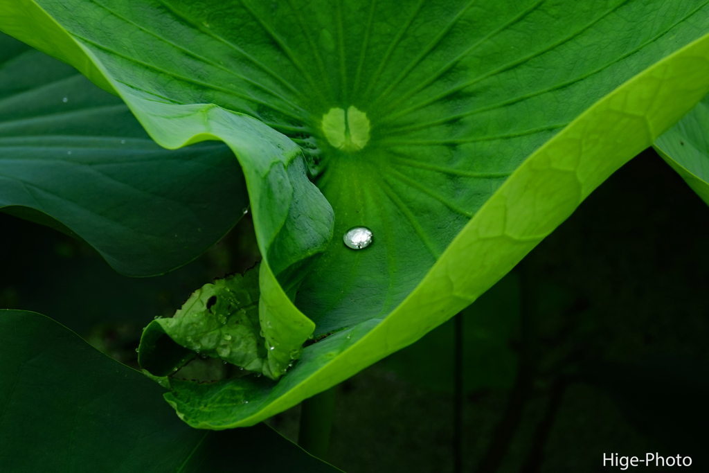 露。とぅるん…