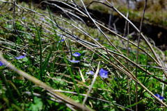 あぜ道に花が咲き始めた