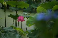 今年も無事に咲き始め