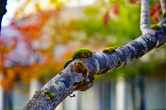 苔も色どり？…ぎみ