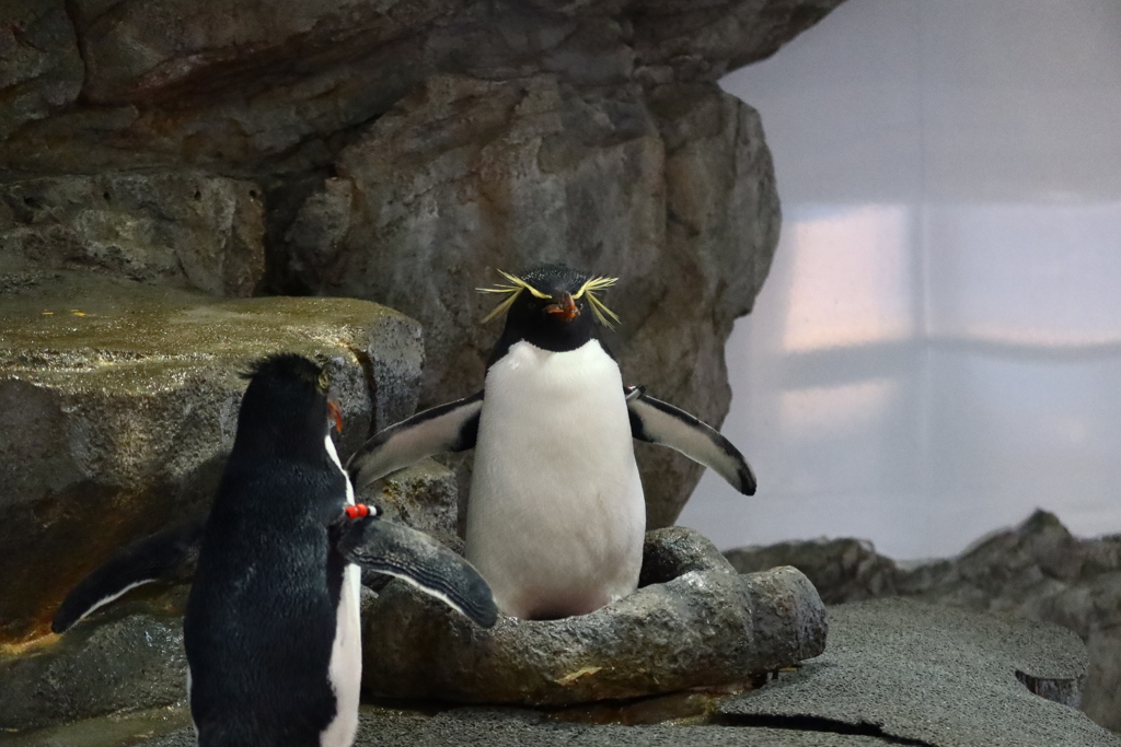 お見送りのペンギン