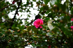 山茶花