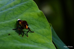 アブ。ですか？