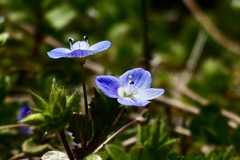 あぜ道にも花が咲く