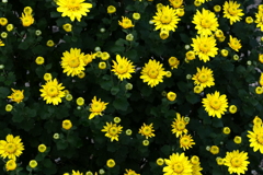 小花は黄色