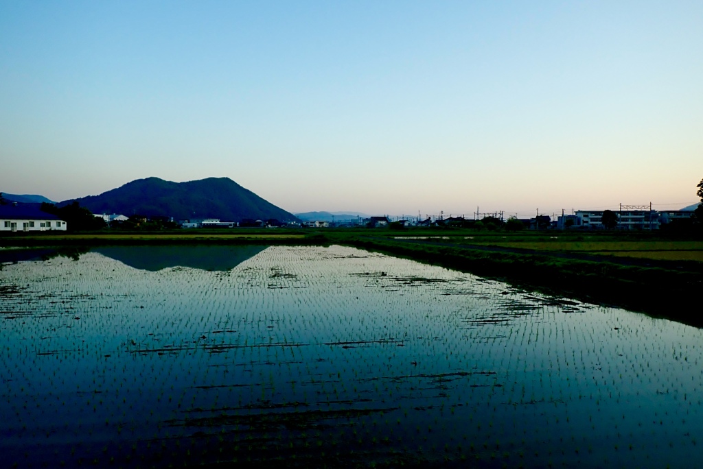 朝の田んぼ