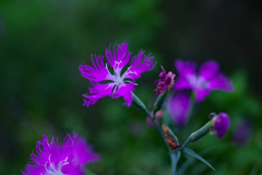 紫の花