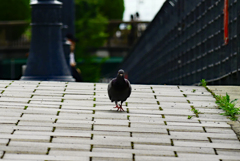 鳩は歩いてやって来る