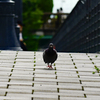 鳩は歩いてやって来る