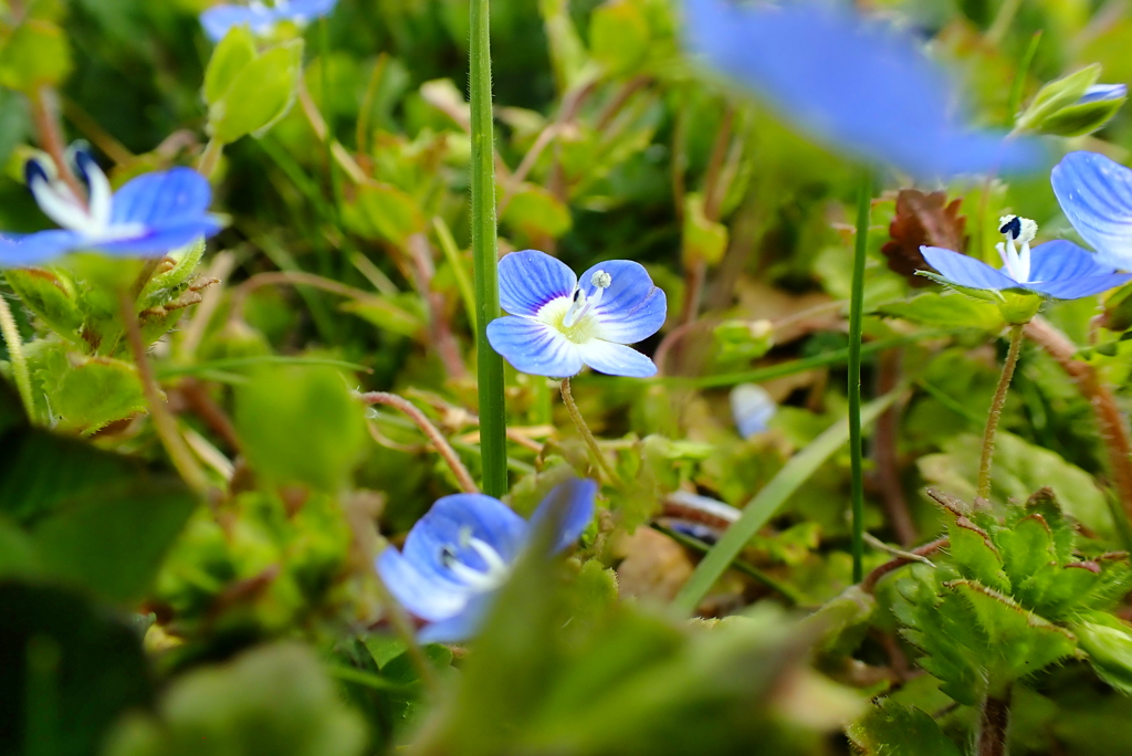 土手に花