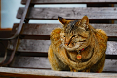 お婆ちゃんにゃんこ
