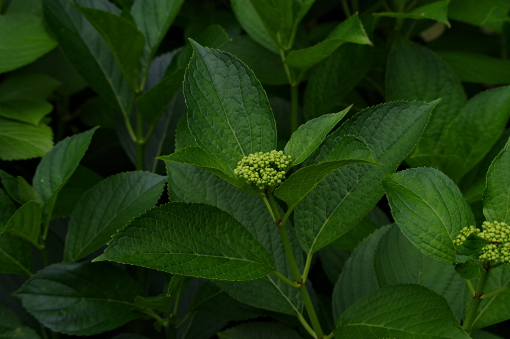紫陽花は成長中