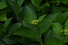 紫陽花は成長中