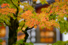紅葉の始まり