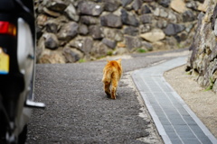 猫島散歩。猫少なく
