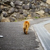 猫島散歩。猫少なく