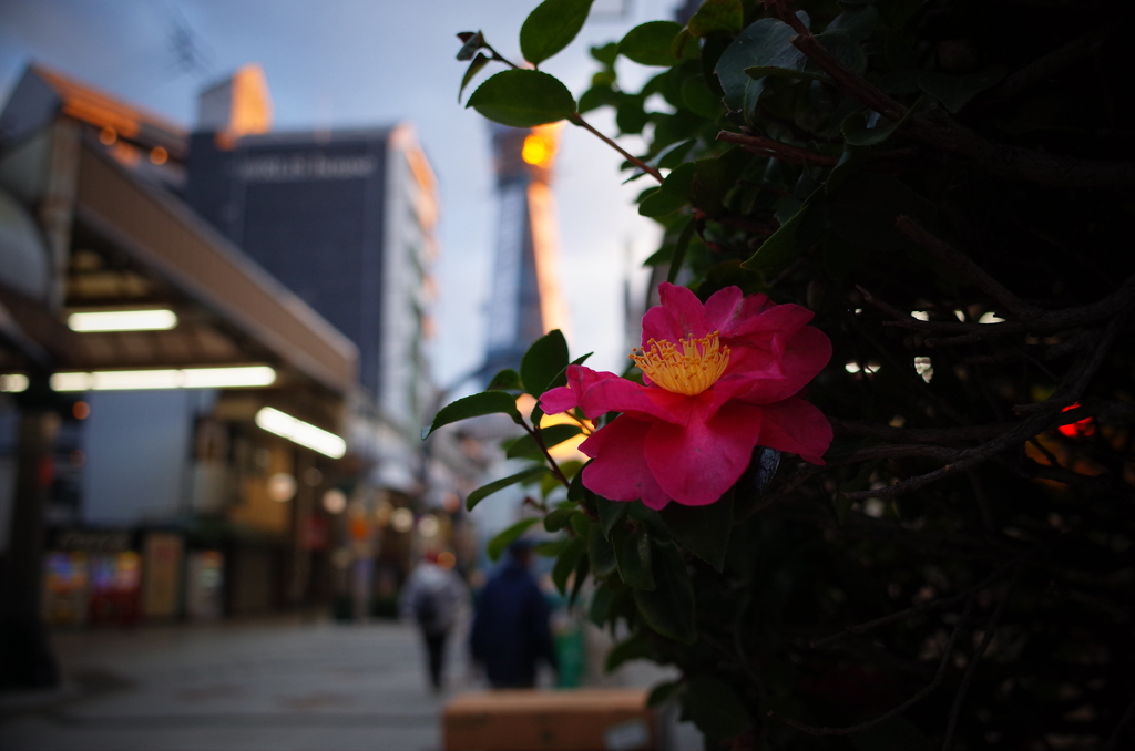 山茶花の通天