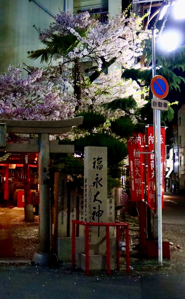 夜桜