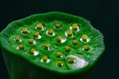 水玉