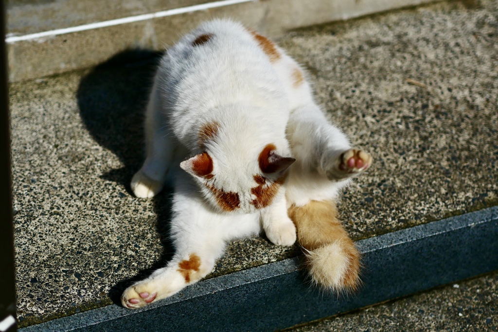 毛づくろい
